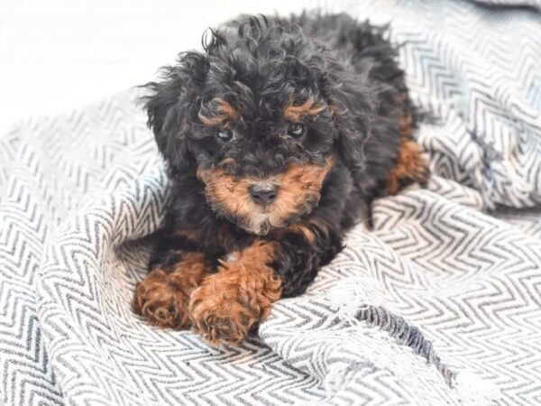 Miniature Poodle DOG Female Black & Tan 36037 Petland Novi, Michigan