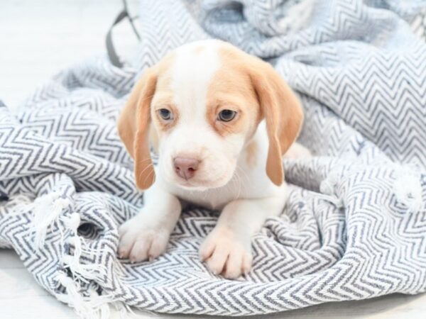 Beagle DOG Male Lemon / White 36039 Petland Novi, Michigan