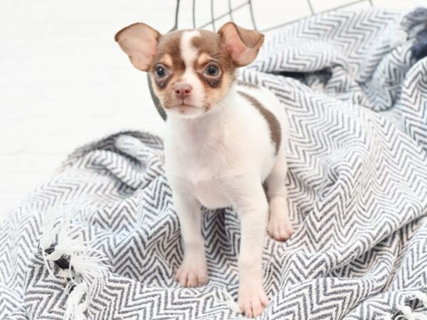 Chihuahua-DOG-Female-White-36040-Petland Novi, Michigan