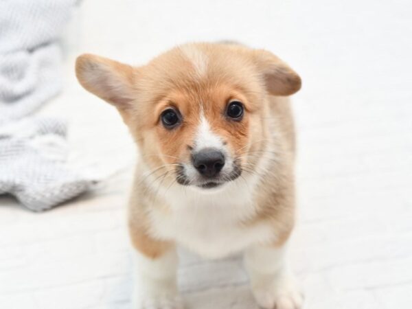 Pembroke Welsh Corgi DOG Female Sable / White 36041 Petland Novi, Michigan