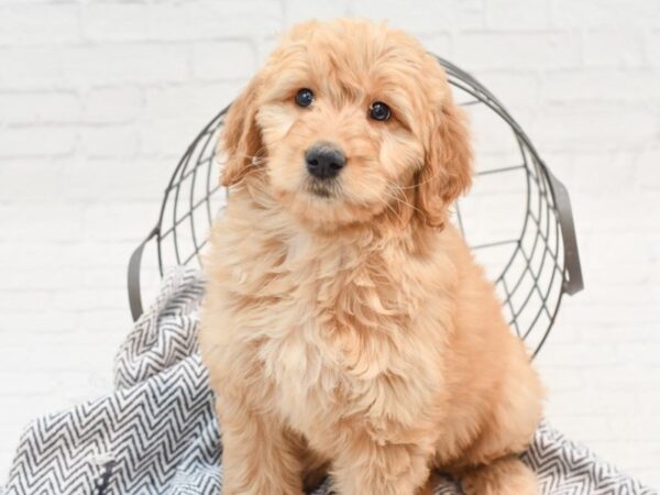 Standard Goldendoodle Dog Female Brown 36042 Petland Novi, Michigan