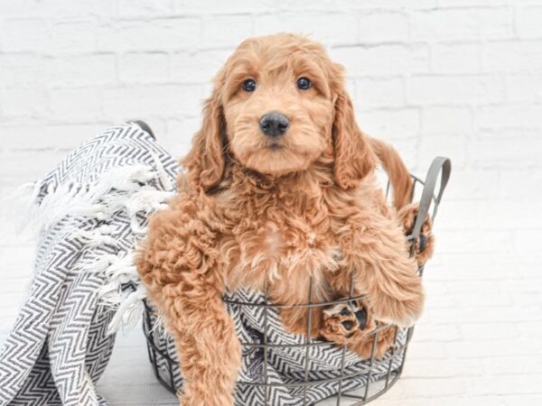 Standard Goldendoodle DOG Male Brown 36043 Petland Novi, Michigan