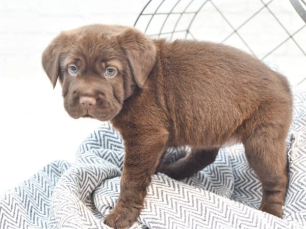 Mini Hippo Dog Female Chocolate 36046 Petland Novi, Michigan