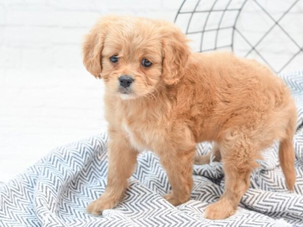 Cavachon DOG Male Red 36048 Petland Novi, Michigan