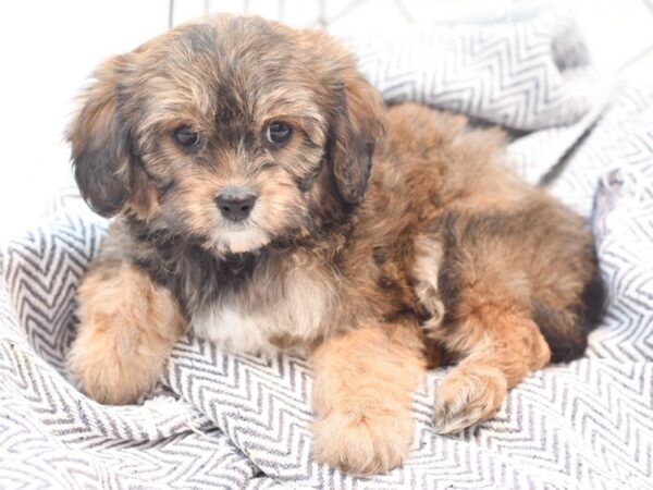 Teddy Bear-DOG-Male-Brown-36049-Petland Novi, Michigan