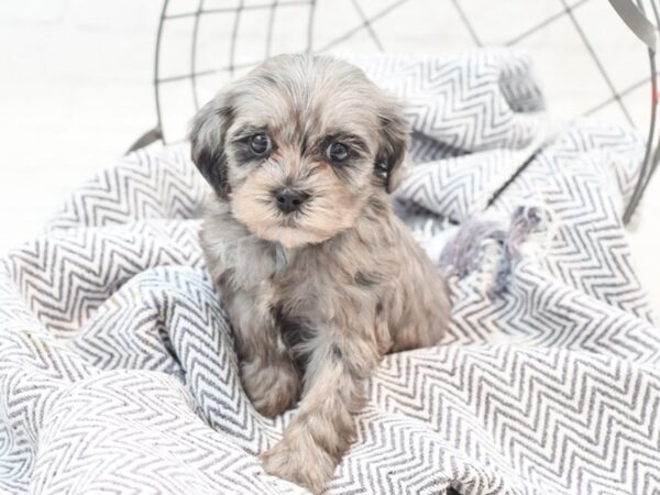 Cockapoo Dog Male Chocolate Merle 36051 Petland Novi, Michigan