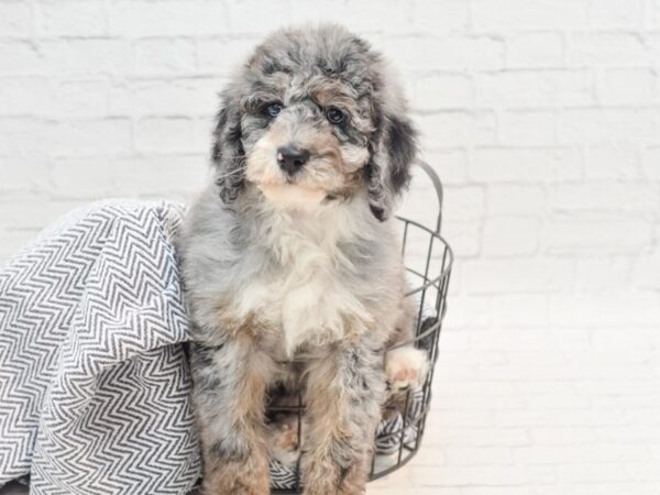 Sheepadoodle DOG Female Blue Merle 36052 Petland Novi, Michigan