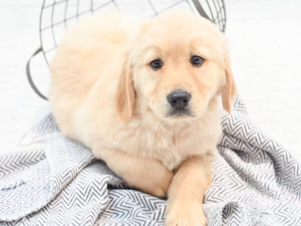 Golden Retriever DOG Male English Cream 36053 Petland Novi, Michigan