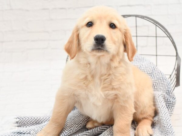 Golden Retriever-Dog-Female-English Cream-36054-Petland Novi, Michigan