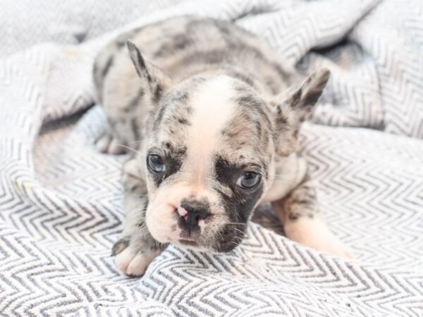 French Bulldog DOG Male Blue Merle 36055 Petland Novi, Michigan