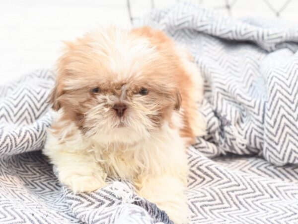 Shih Tzu DOG Male Liver & White 36057 Petland Novi, Michigan