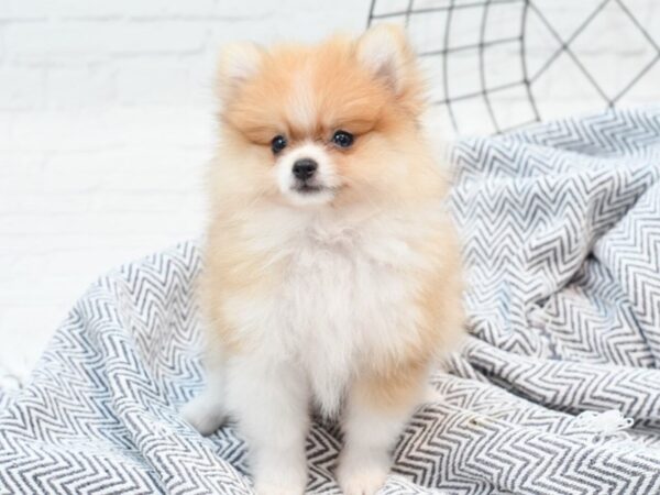 Pomeranian DOG Male Sable & White 36058 Petland Novi, Michigan