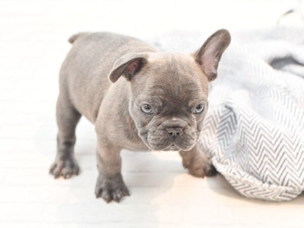 French Bulldog Dog Male Blue Brindle & White 36059 Petland Novi, Michigan