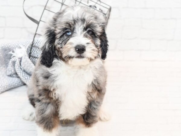 Mini Bernadoodle DOG Male Merle 36015 Petland Novi, Michigan