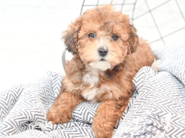 Miniature Poodle DOG Female Chocolate 36013 Petland Novi, Michigan