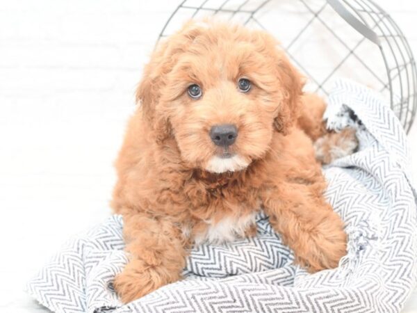 Mini Goldendoodle DOG Male Red 36014 Petland Novi, Michigan