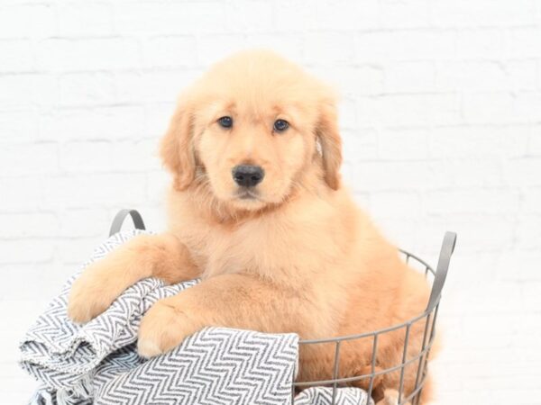 Golden Retriever DOG Male Red 36012 Petland Novi, Michigan