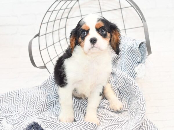 Cavalier King Charles Dog Male Tri 36064 Petland Novi, Michigan