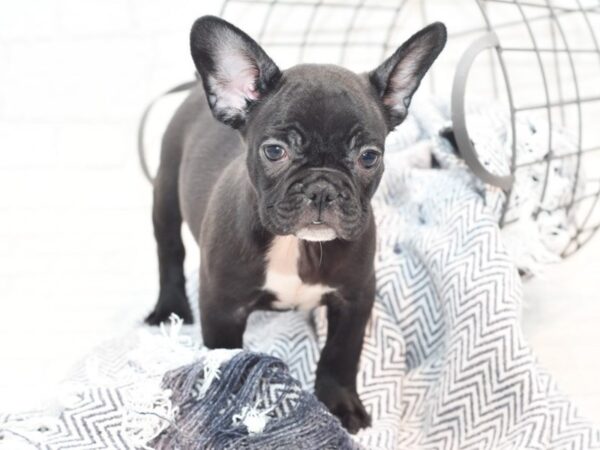 French Bulldog DOG Male Black 36062 Petland Novi, Michigan