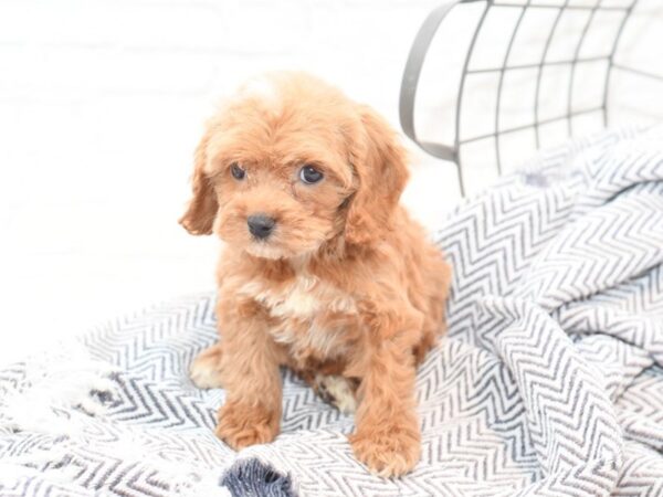 Cockapoo DOG Female Buff 36063 Petland Novi, Michigan