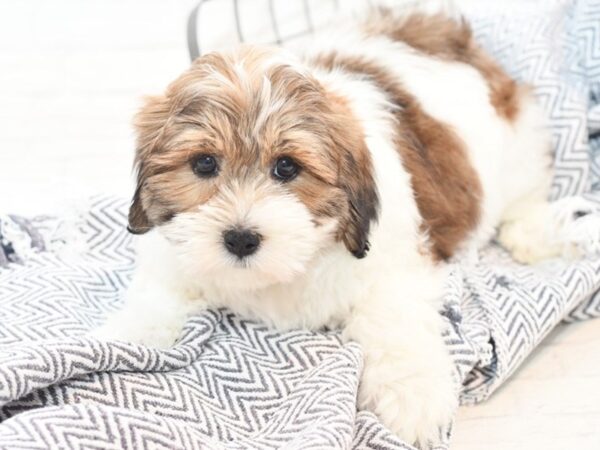 Lhasapoo-DOG-Male-Gold & White-36065-Petland Novi, Michigan