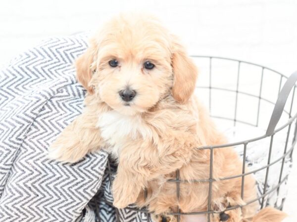 Maltipoo DOG Male Apricot 36066 Petland Novi, Michigan