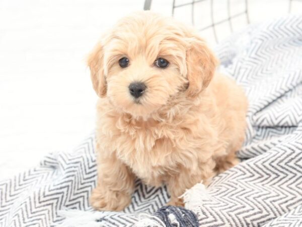 Maltipoo DOG Female Apricot 36067 Petland Novi, Michigan