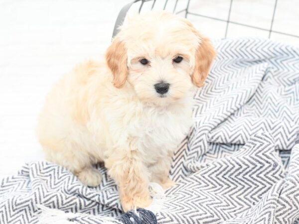 Maltipoo DOG Female Apricot 36068 Petland Novi, Michigan