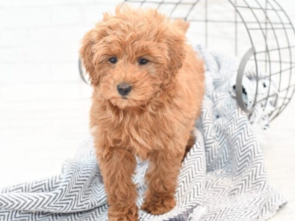 F1 B Mini Goldendoodle-DOG-Female-Red-36069-Petland Novi, Michigan