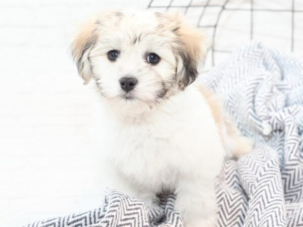 Coton De Tulear-DOG-Male-Brown & White-36070-Petland Novi, Michigan