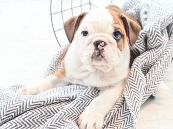 English Bulldog DOG Male Red & White 36071 Petland Novi, Michigan