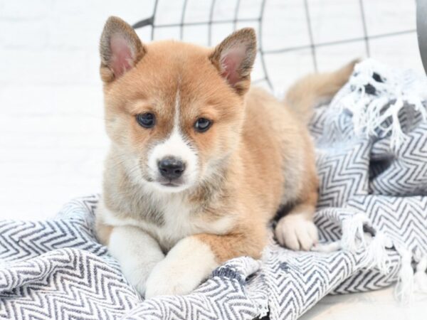 Shiba Inu Dog Male Red & White 36072 Petland Novi, Michigan