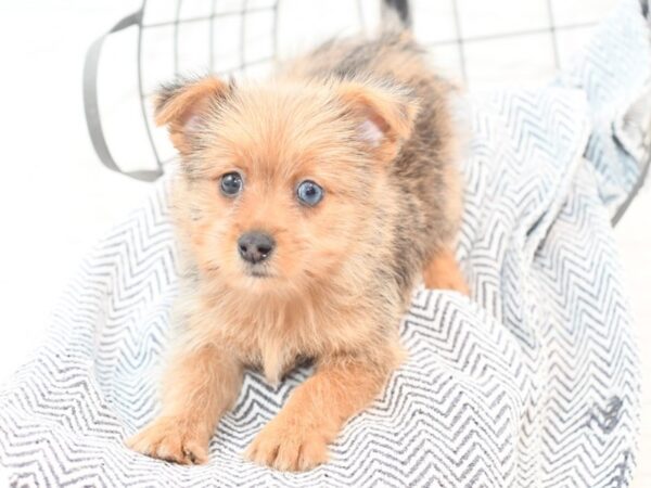 Yorkie Pom DOG Male Chocolate & Tan 36073 Petland Novi, Michigan