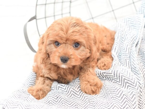 Cavapoo DOG Female Red 36074 Petland Novi, Michigan