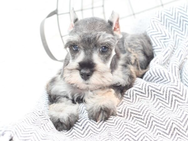 Miniature Schnauzer DOG Male Salt & Pepper 36075 Petland Novi, Michigan