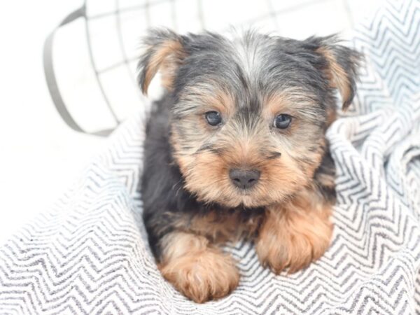 Yorkshire Terrier DOG Male Black & Tan 36076 Petland Novi, Michigan