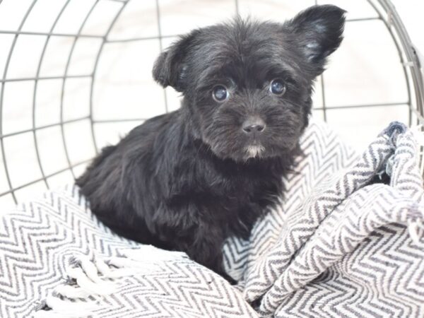 Yochon DOG Male Black 36077 Petland Novi, Michigan