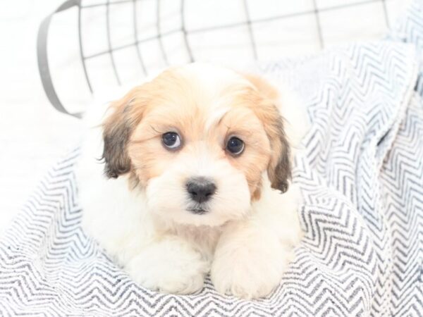 Teddy Bear DOG Male Sable & White 36078 Petland Novi, Michigan