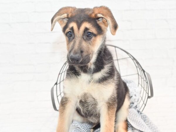 German Shepherd DOG Male Black & Tan 36102 Petland Novi, Michigan