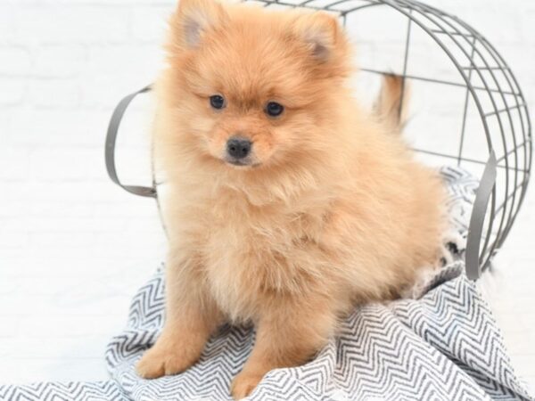 Pomeranian Dog Male Sable 36080 Petland Novi, Michigan