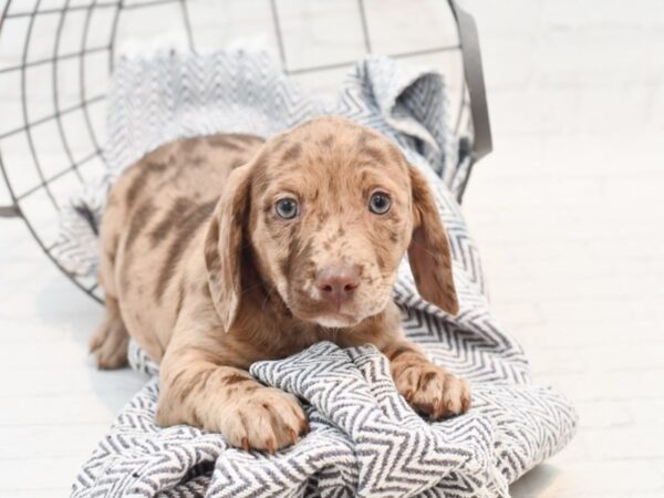 Dachshund/Mixed DOG Female Chocolate / Tan 36085 Petland Novi, Michigan