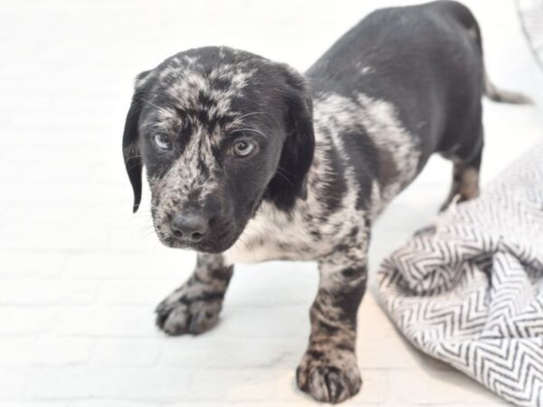 Doxie/Lab Dog Female Silver Dapple 36086 Petland Novi, Michigan