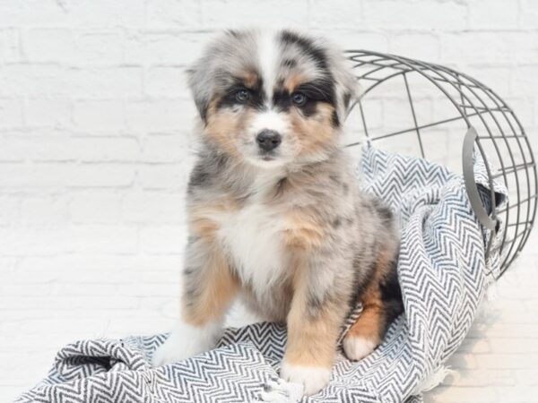 Australian Shepherd DOG Male Blue Merle White / Tan 36087 Petland Novi, Michigan