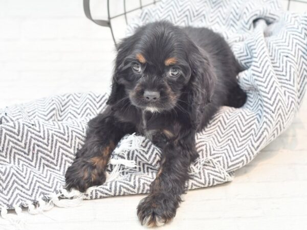 Cocker Spaniel DOG Female Black 36090 Petland Novi, Michigan