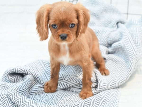 Cavalier King Charles DOG Female Ruby 36091 Petland Novi, Michigan