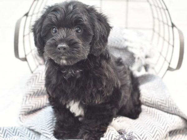 Yorkiepoo Dog Male Black & Tan 36097 Petland Novi, Michigan