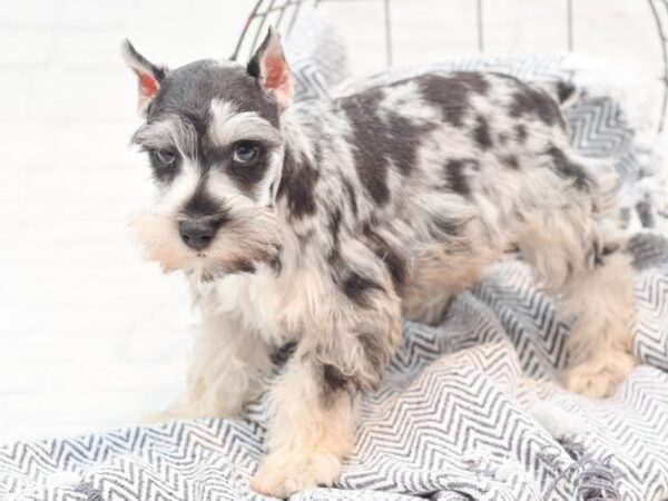 Miniature Schnauzer Dog Male Blue Merle 36098 Petland Novi, Michigan