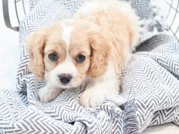 Cavachon-DOG-Male-Blenheim-36100-Petland Novi, Michigan