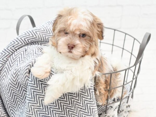 Havanese DOG Male Chocolate & White 36104 Petland Novi, Michigan