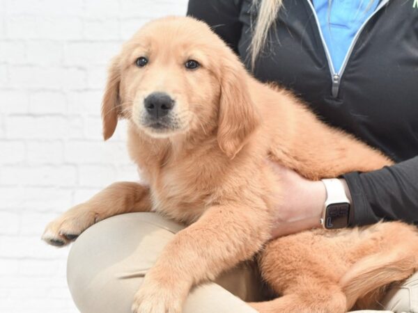 Golden Retriever DOG Male Golden 36105 Petland Novi, Michigan